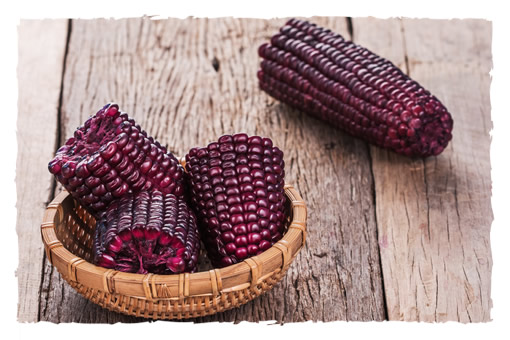 Purple Corn